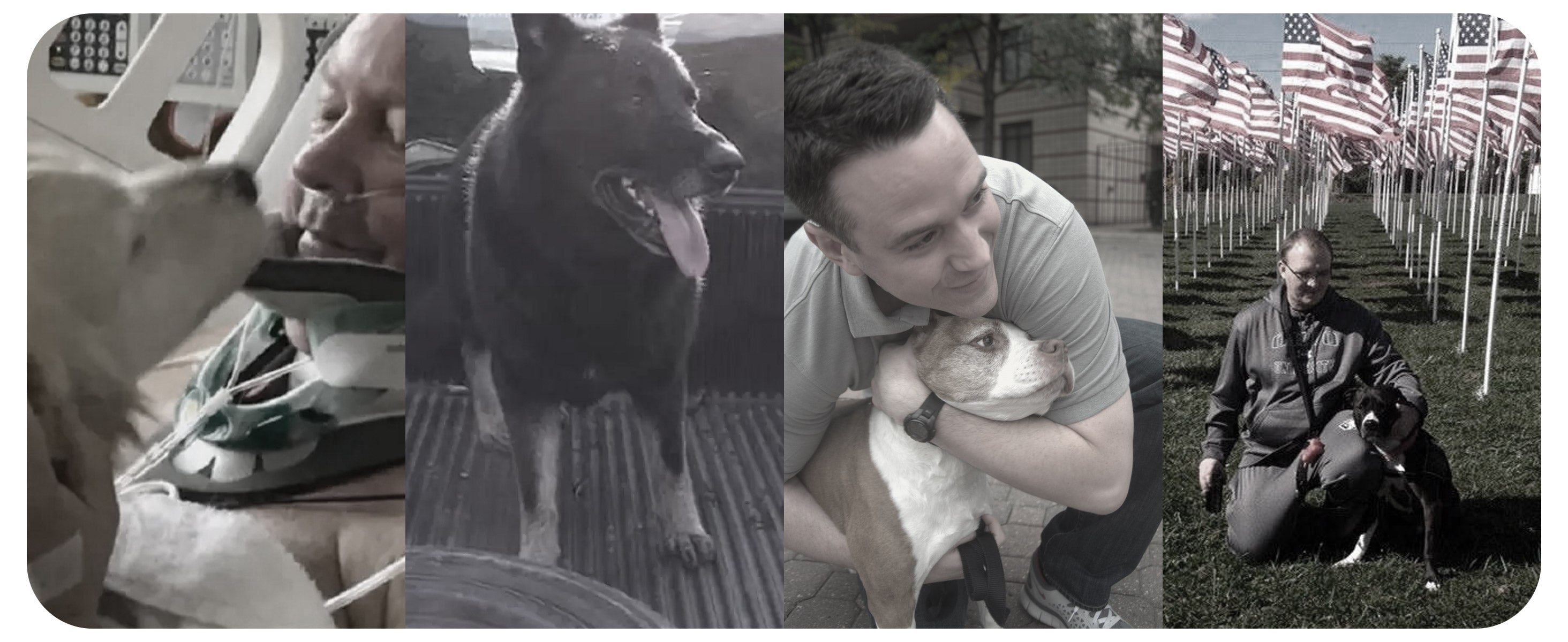 collage of 4 incredible stories where dogs saved their owners