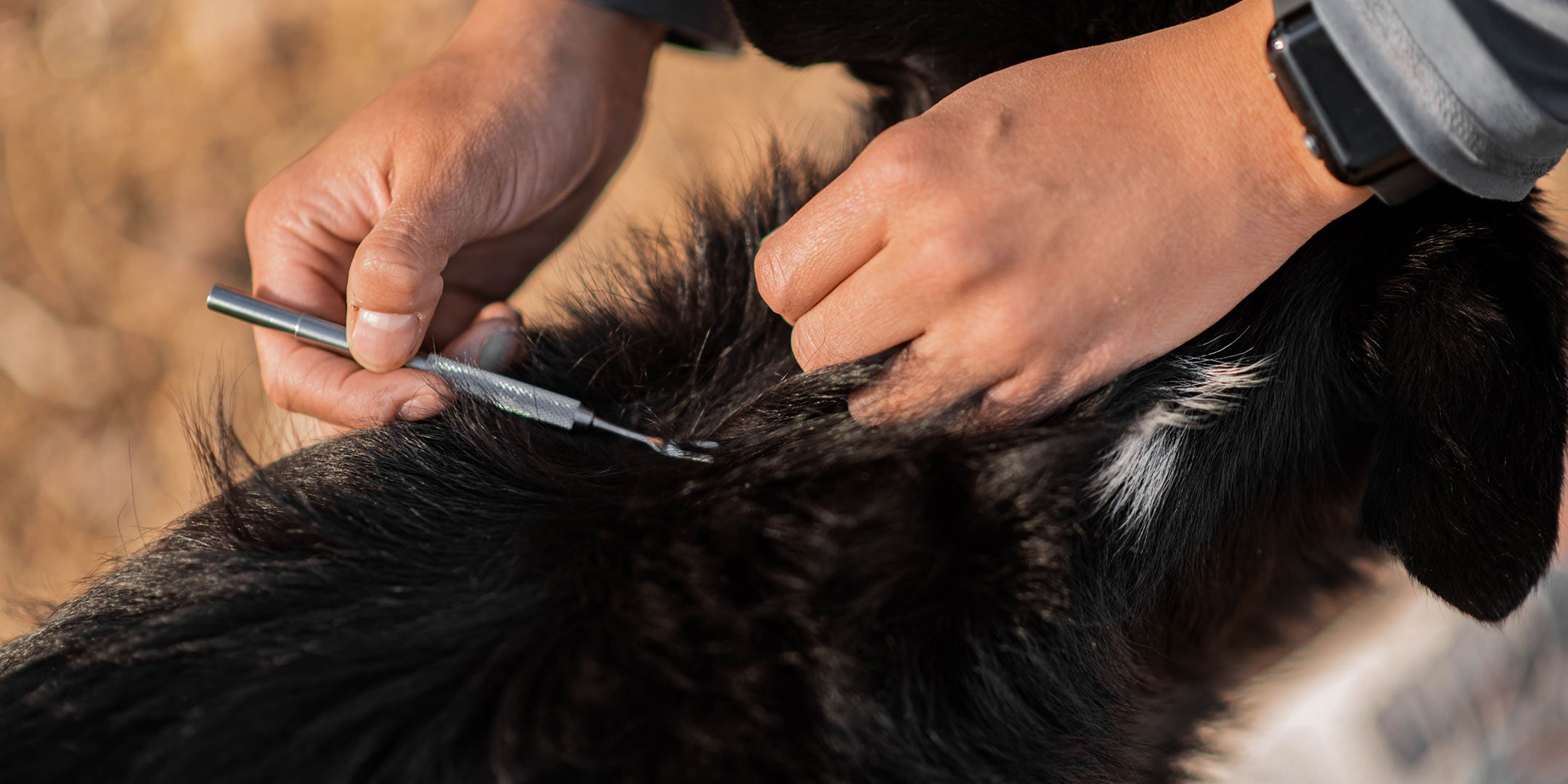 someone using a tick buster to remove a tick from her dog's back