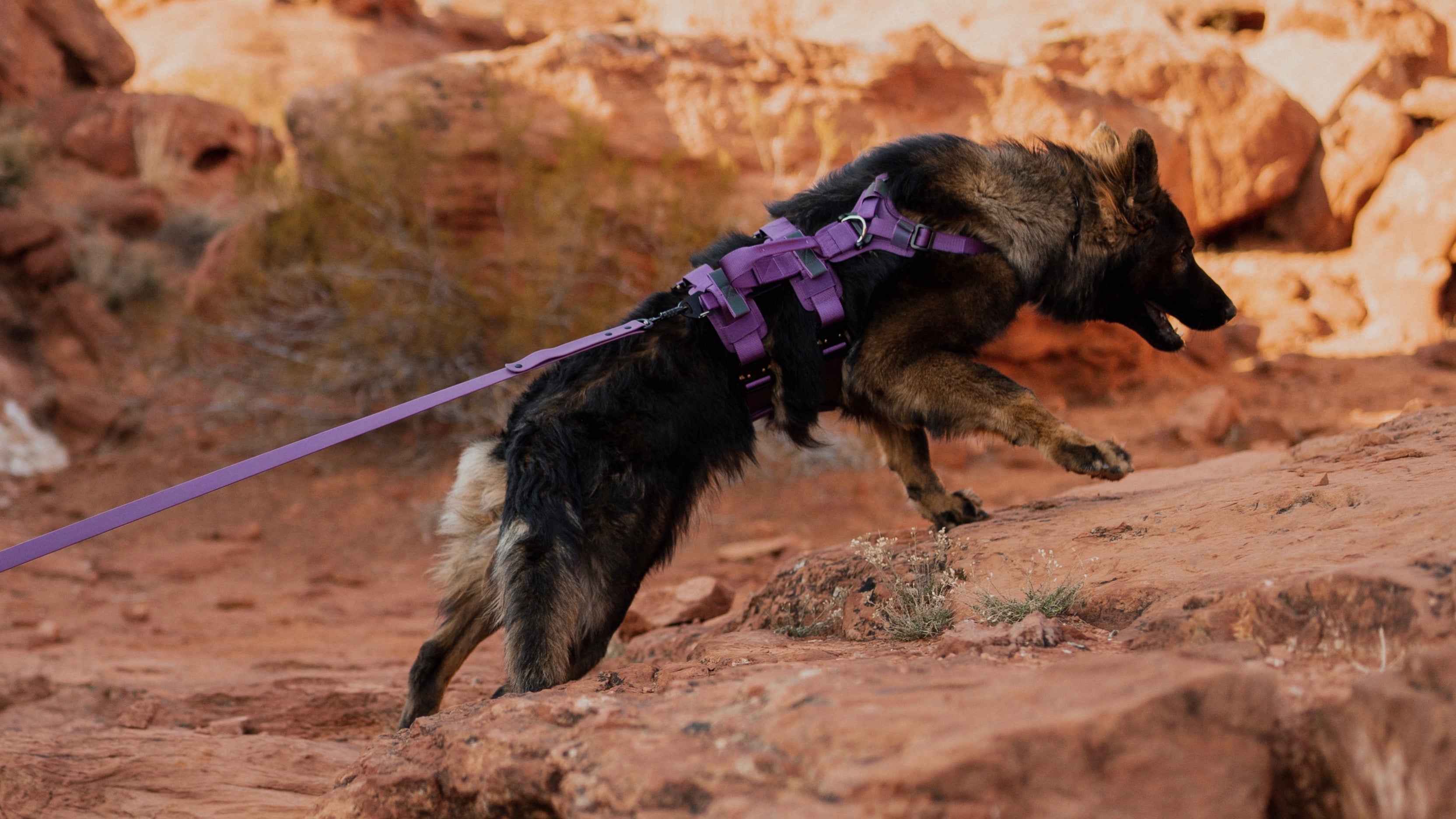 German shepherd dog wearing a purple harness from Säker and pulling on leash