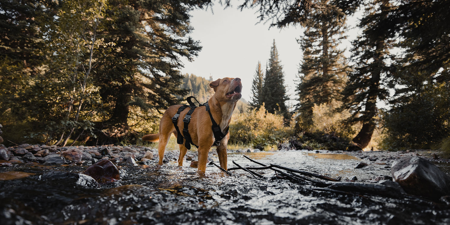 dog wearign the ascension harness and standing in river