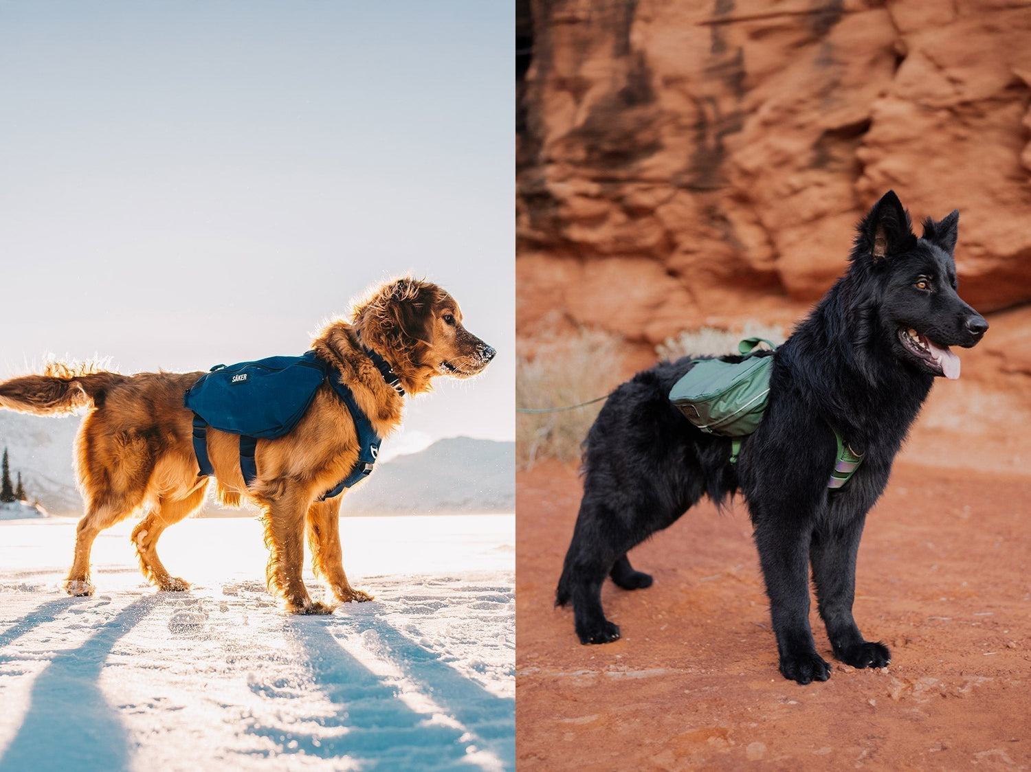 Canyon harness vs Ascension harness