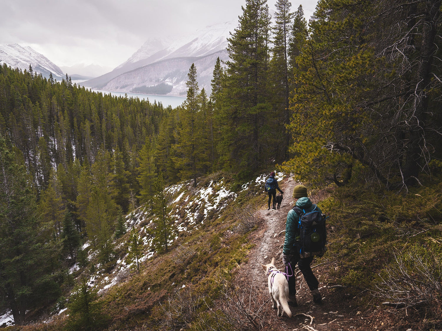 Couple hiking in banff with their two dogs