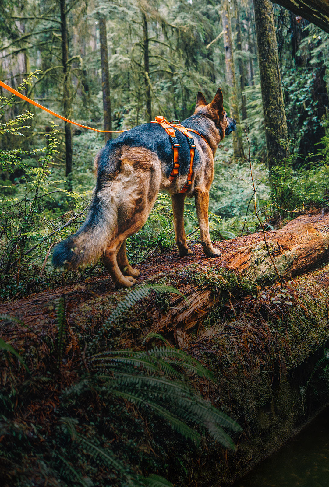 German shepherd dog wearing the Canyon Light Extended in Outback Orange in the redwoods