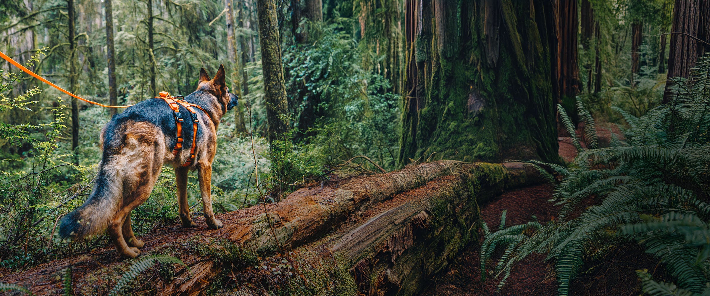 German shepherd dog wearing the Canyon Light Extended in Outback Orange in the redwoods