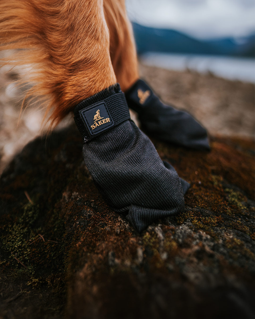 Close view of a dog wearing the Canyon Boots from Säker by wildwiththem