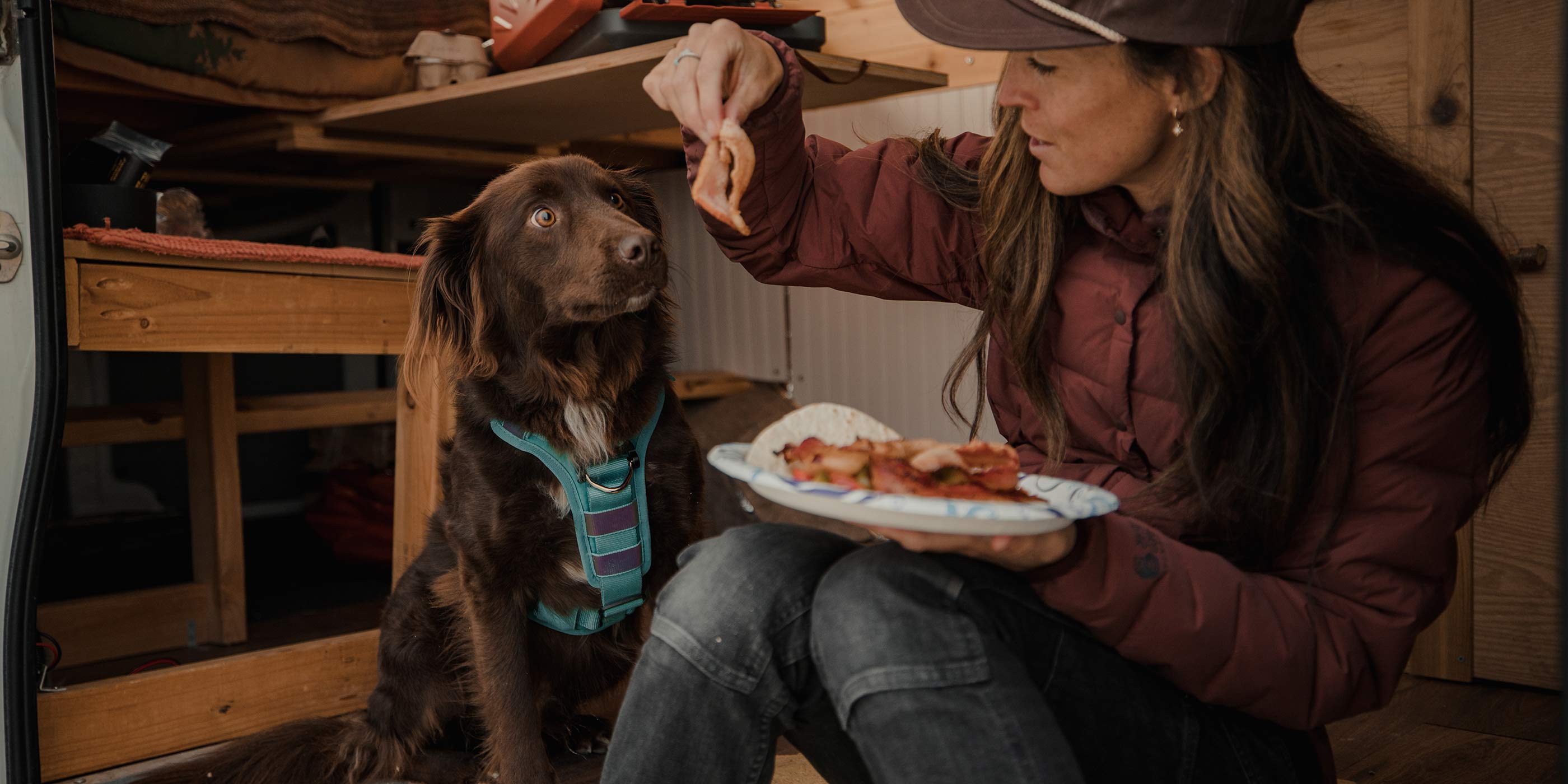 dog staring at a piece of bacon inside a van wearing the Ascension core harness in tazer teal