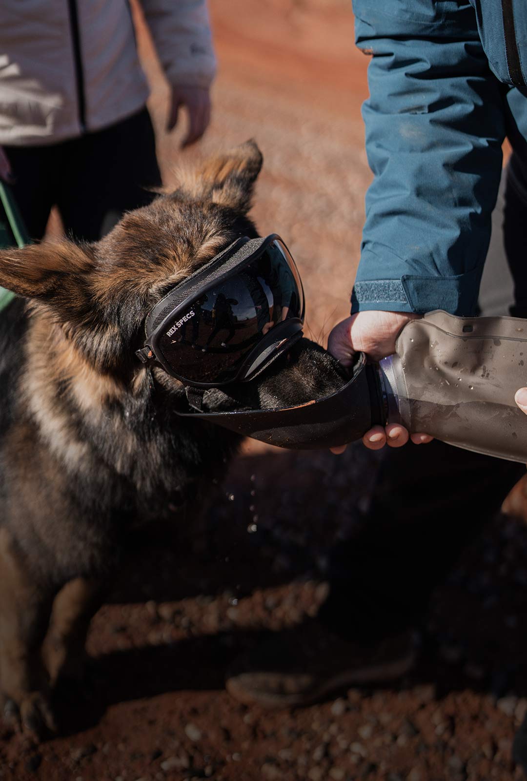 dog wearing rexspecs and drinking from the slurpy sack from saker. The dog wears the ascension harness