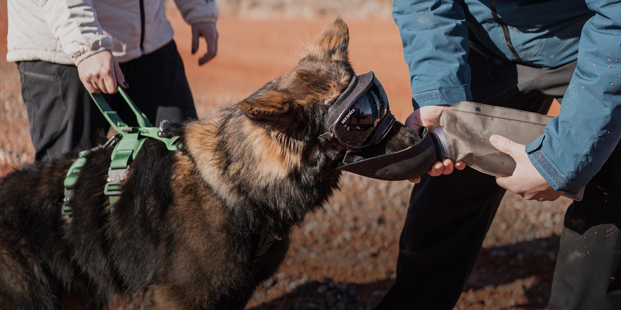 dog wearing rexspecs and drinking from the slurpy sack from saker. The dog wears the ascension harness