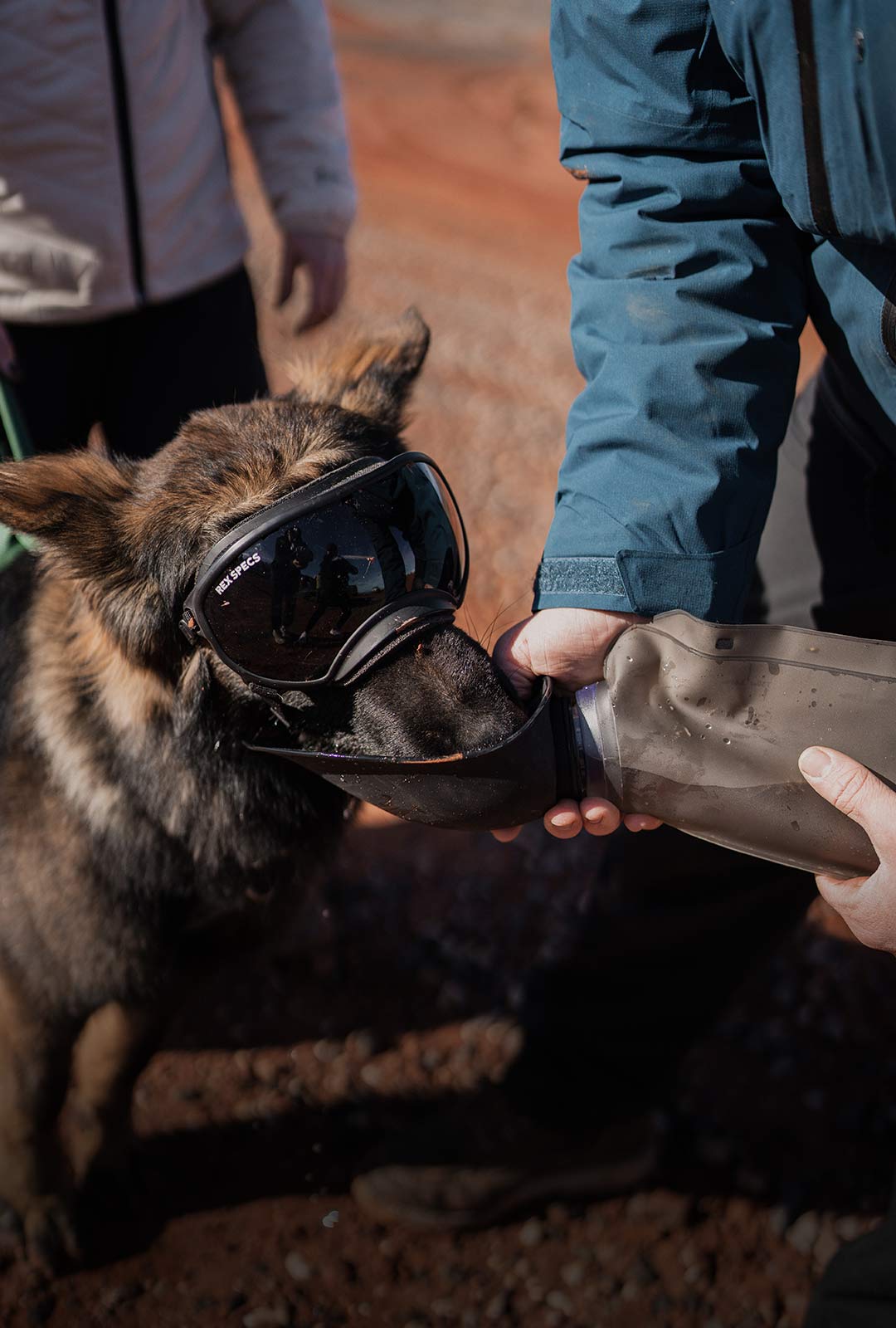 dog drinking from a slurpy sack after a long run