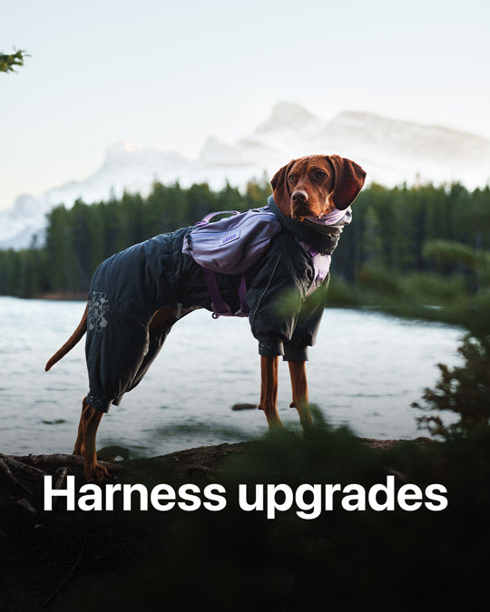 Vizsla posing with the Muse harness in Lilas color in Banff National park