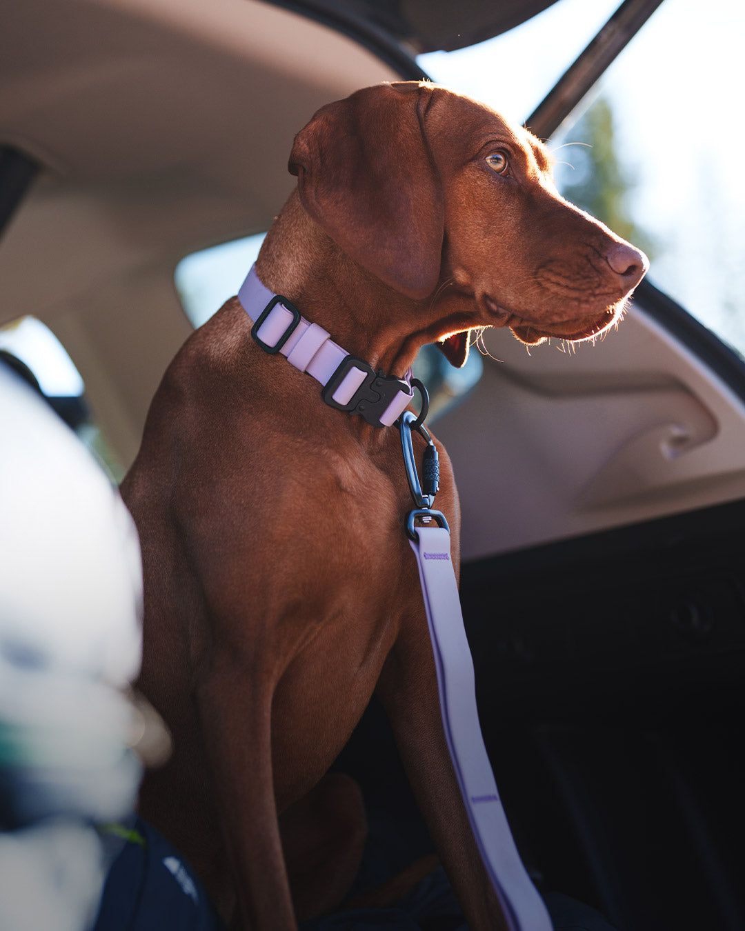 Vizsla sitting in trunk with the Kelp™ collar and leashes in Lilas color