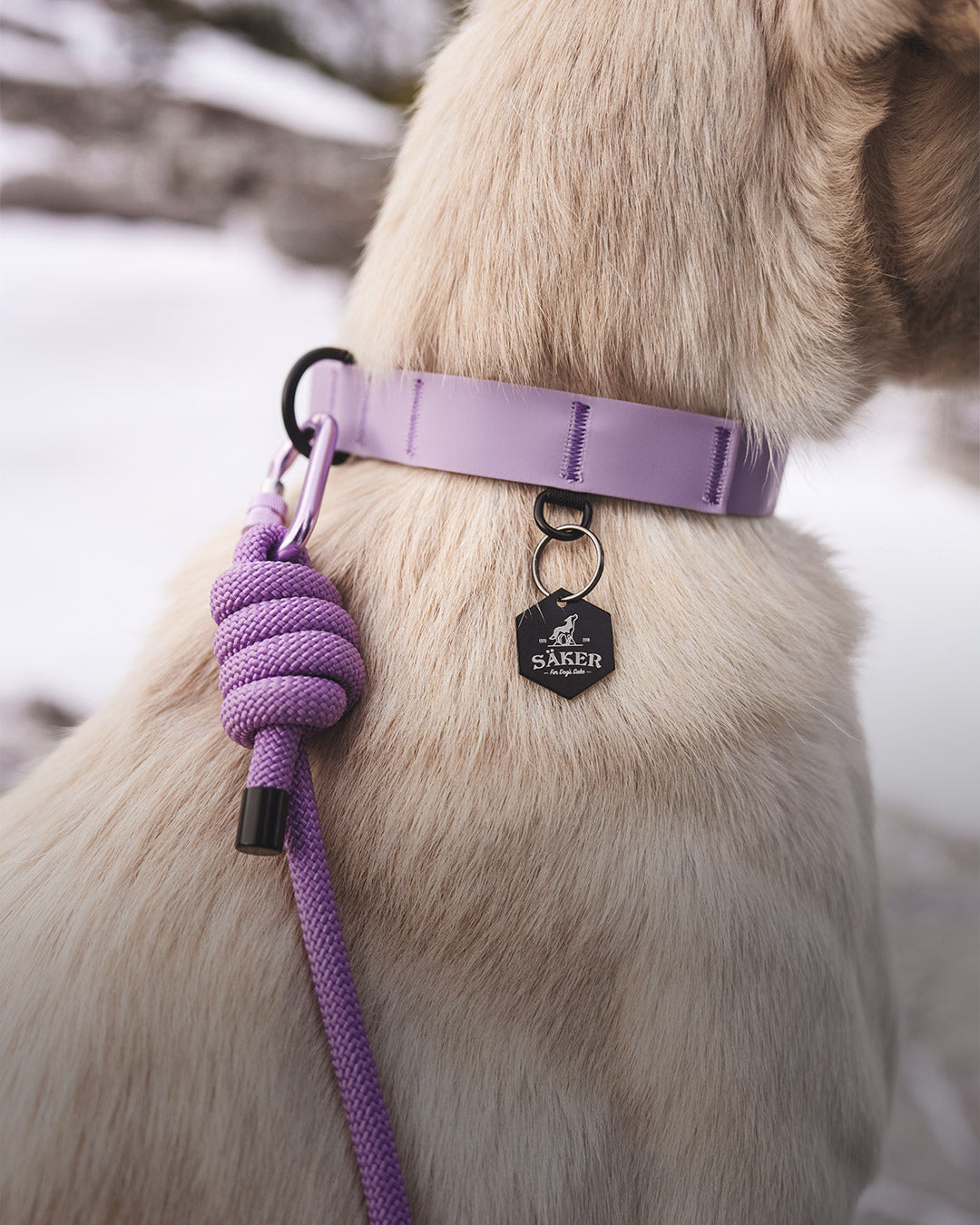 Close view of the Lilas Kelp collar on a white dog