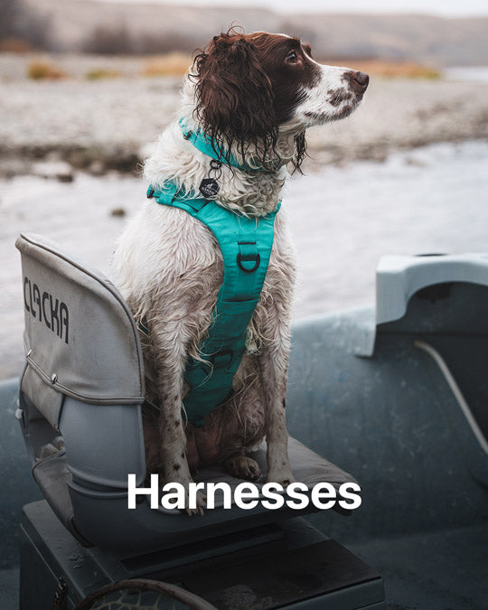 Willow wearing the Skeena Teal muse harness in the boat of her mom, Paula Shearer on the bow river