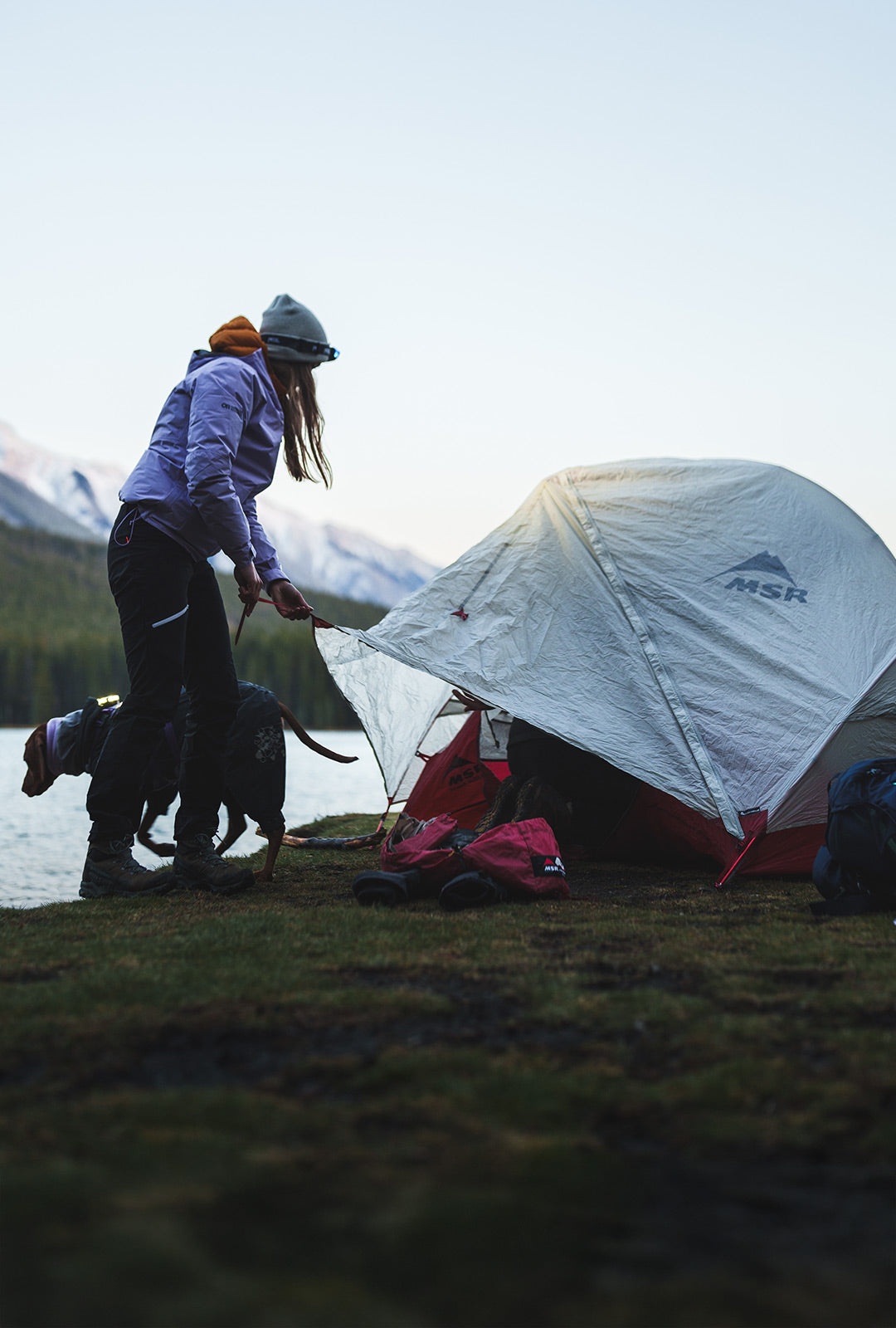 Woman setting up her tent in Banff with her Vizsla wearing the PitchBlack Safety Light