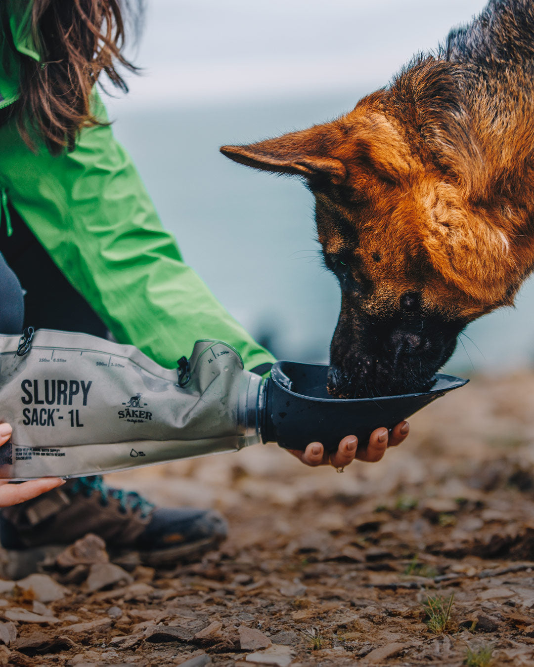 Gsd dog drinking in the slurpy sack on hike