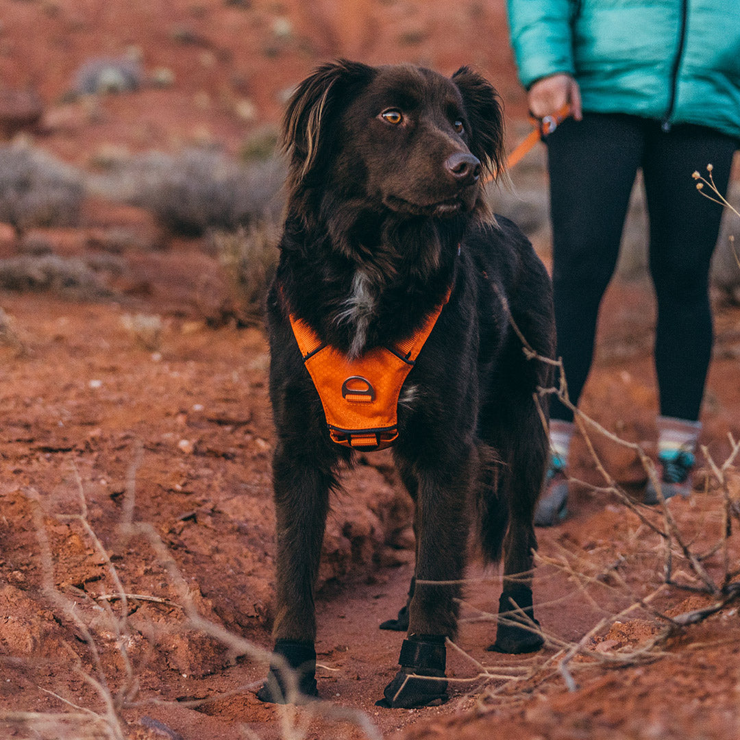 View of Y-shaped chest pad of the Canyon Light harness on a dog in desert