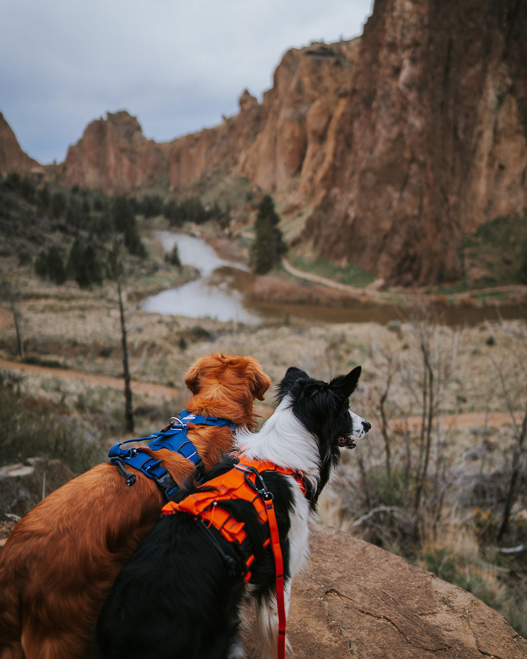 golden retriever and border collie wearing Canyon Light Extended harnesses