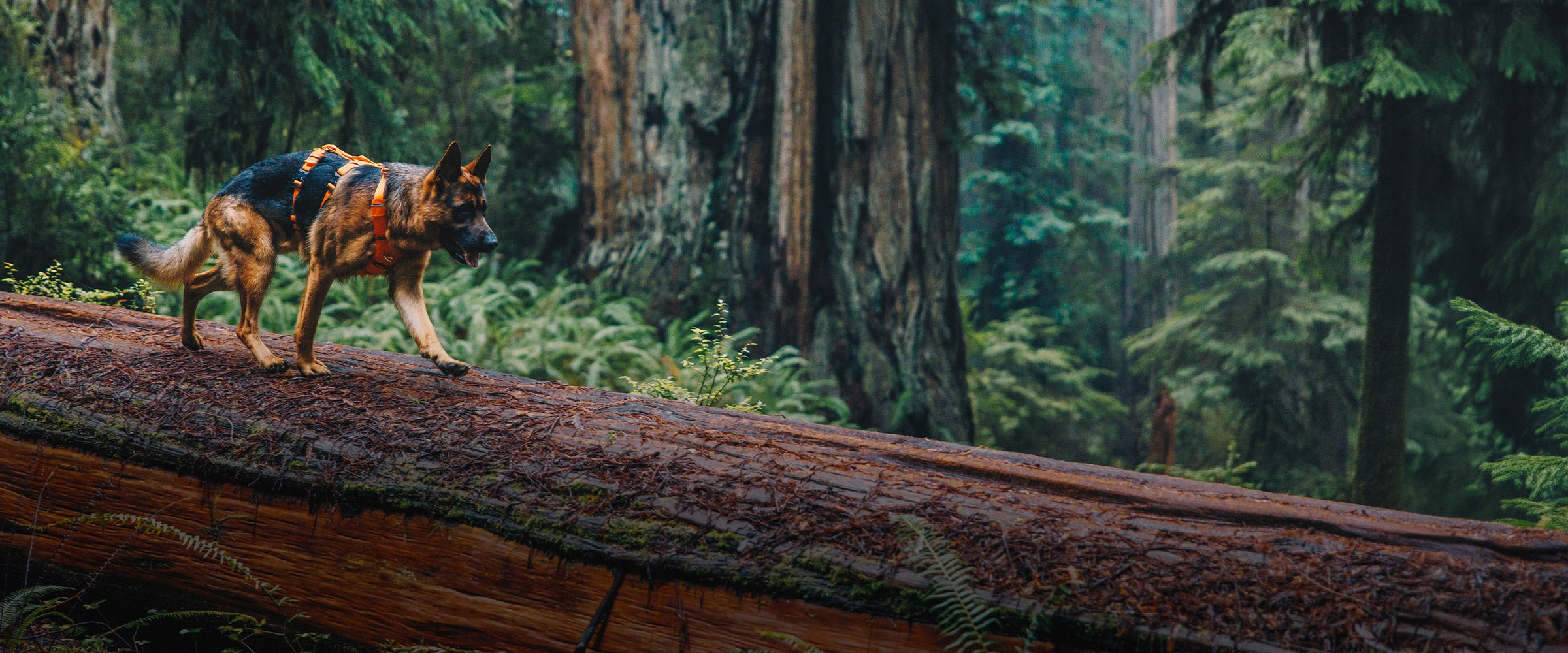 German shepherd running on log in redwoods wearing the Canyon Light Extended harness in Outback Orange