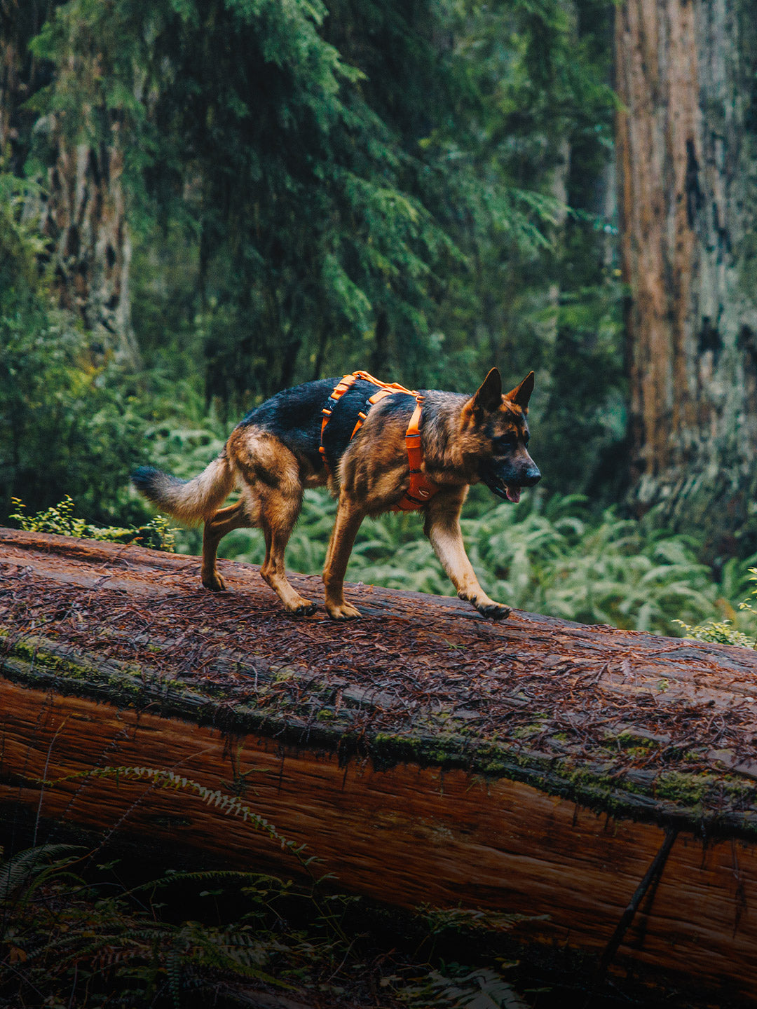 German shepherd running on log in redwoods wearing the Canyon Light Extended harness in Outback Orange