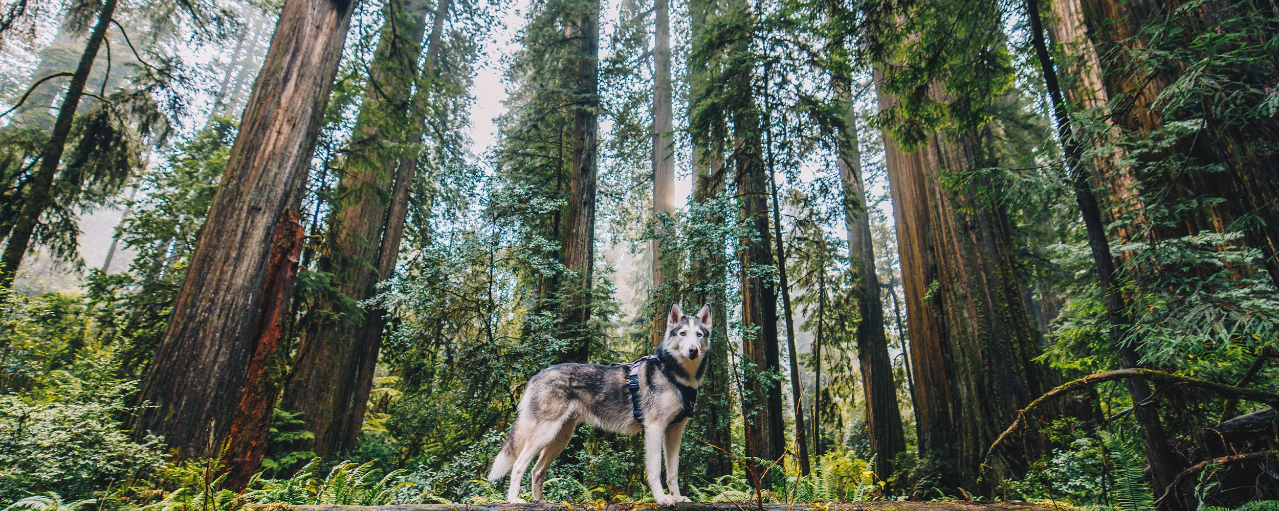 husky standing on tree in redwoods wearing the canyon pro in prairies purple