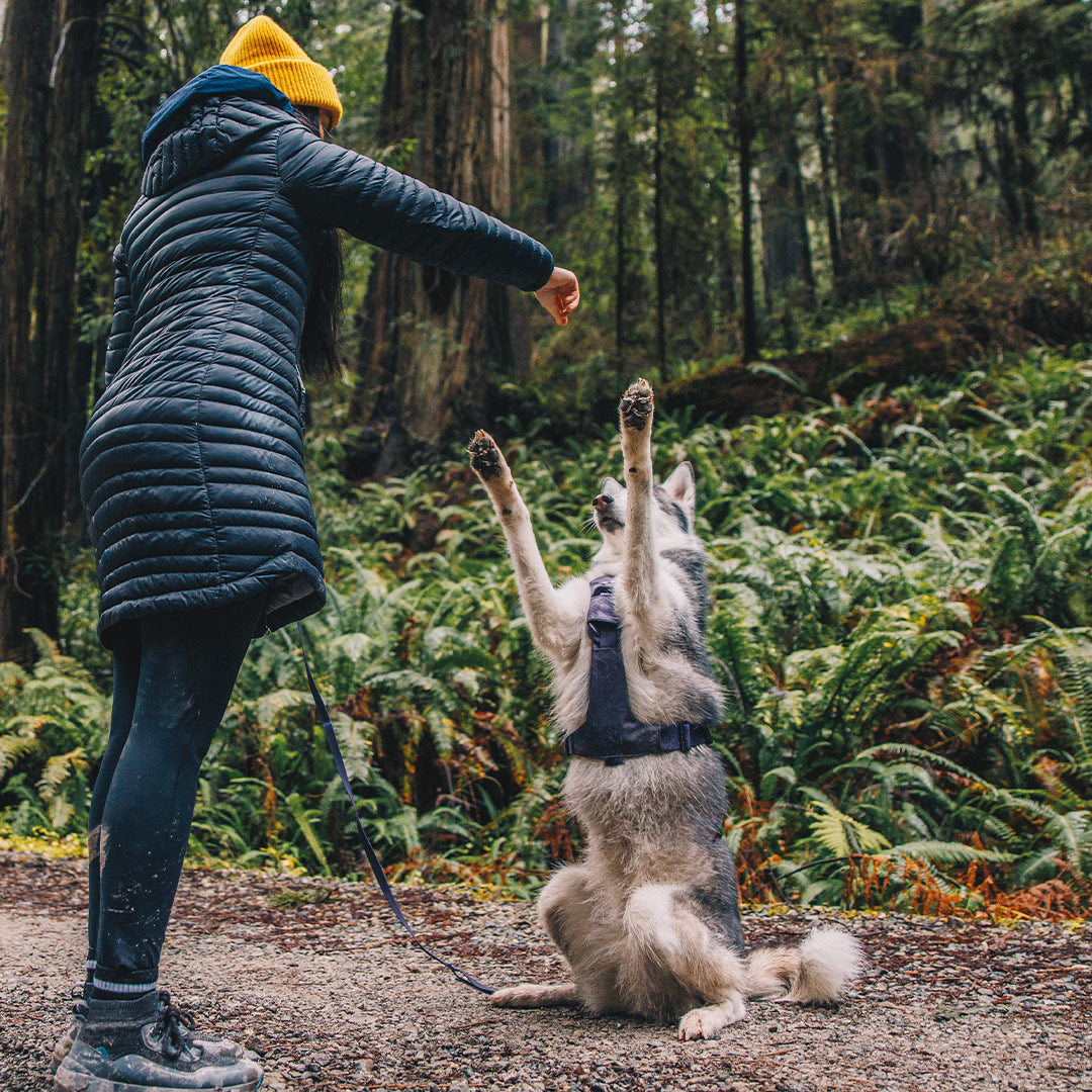 Husky sitting on back legs showing the Canyon light purple Core in the redwoods