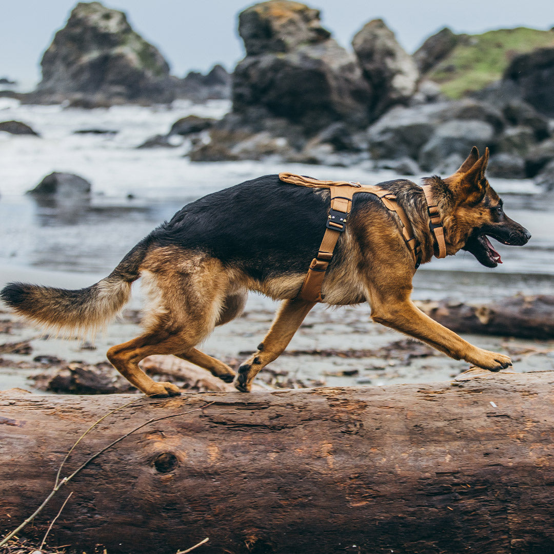 Gsd running with Canyon Pro harness where his armpit area is allowed to move freely.