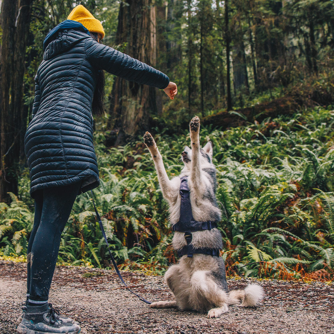 Husky sitting on back legs showing the Canyon light purple Extended in the redwoods