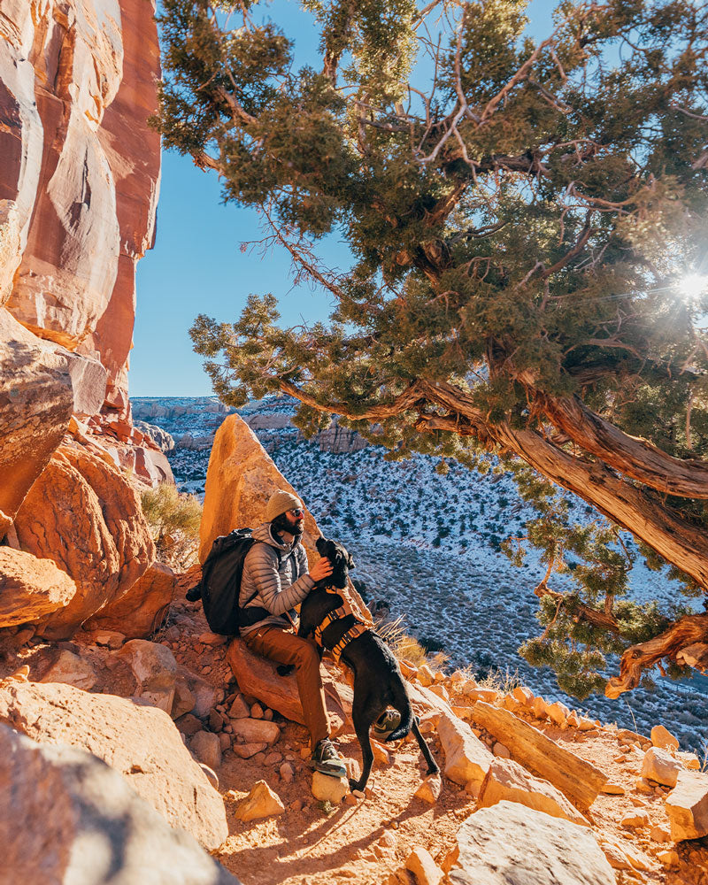 man petting his black dog wearing the Canyon Pro extended in sandstorm tan