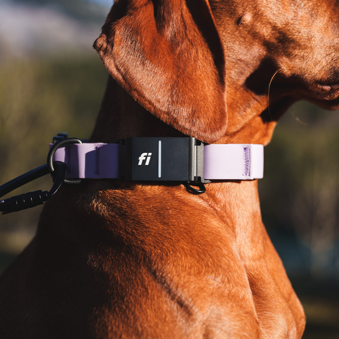 Close view of the kelp collar in purple with the fi tracker attachment from saker