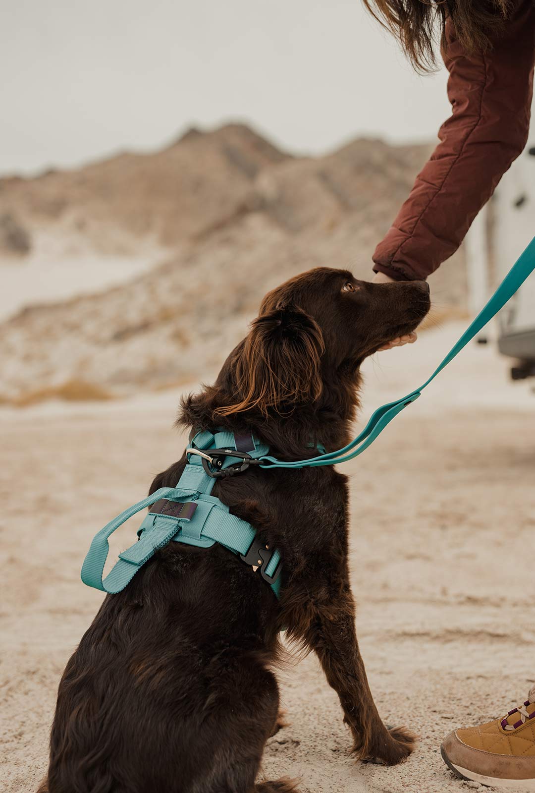 woman and her brown dog in the desert. The dog wears a tazer teal ascension with the sentiero leash in tazer teal