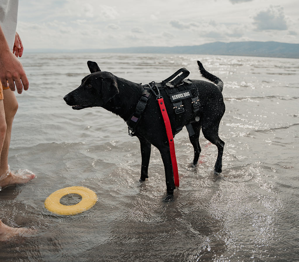 black dog playing in water with the Ascension extended harness, the velcro sleeves and the blazing red sentiero dog leash from saker