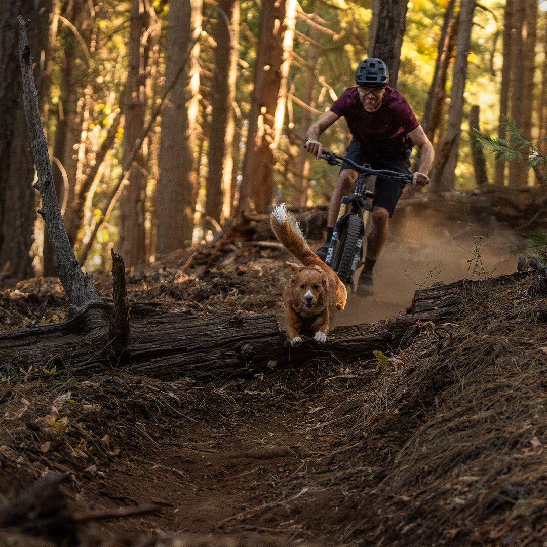 Man mountain biking with his toller full speed.His toller is wearing the Saker Muse harness in Trail Green