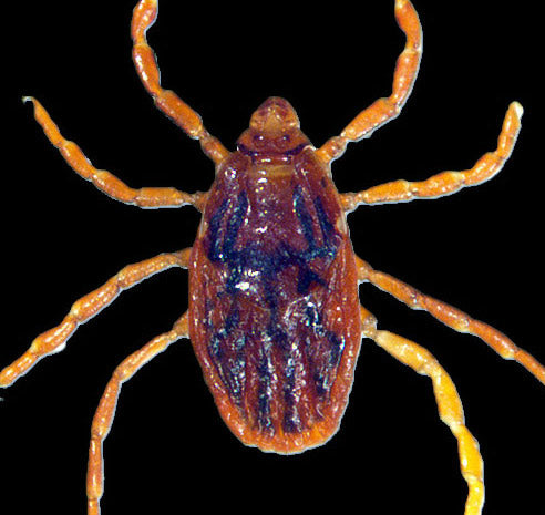 close view of the dog tick adult female