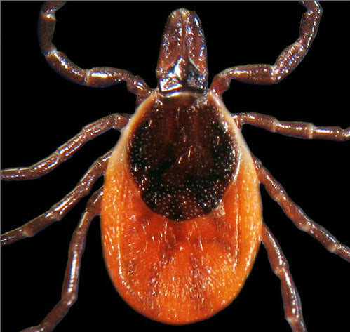 close view of the deer tick adult female