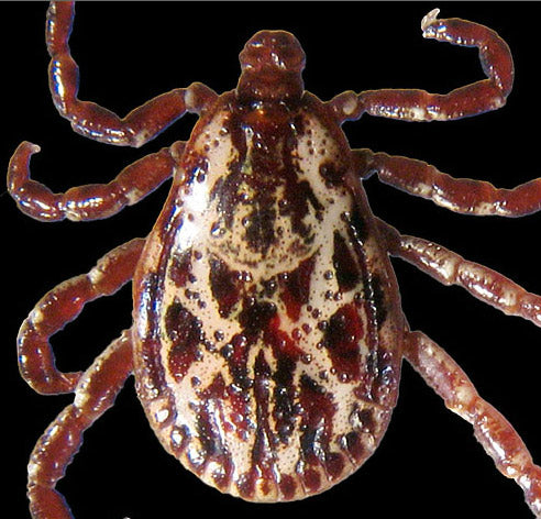 close view of the american dog tick adult male