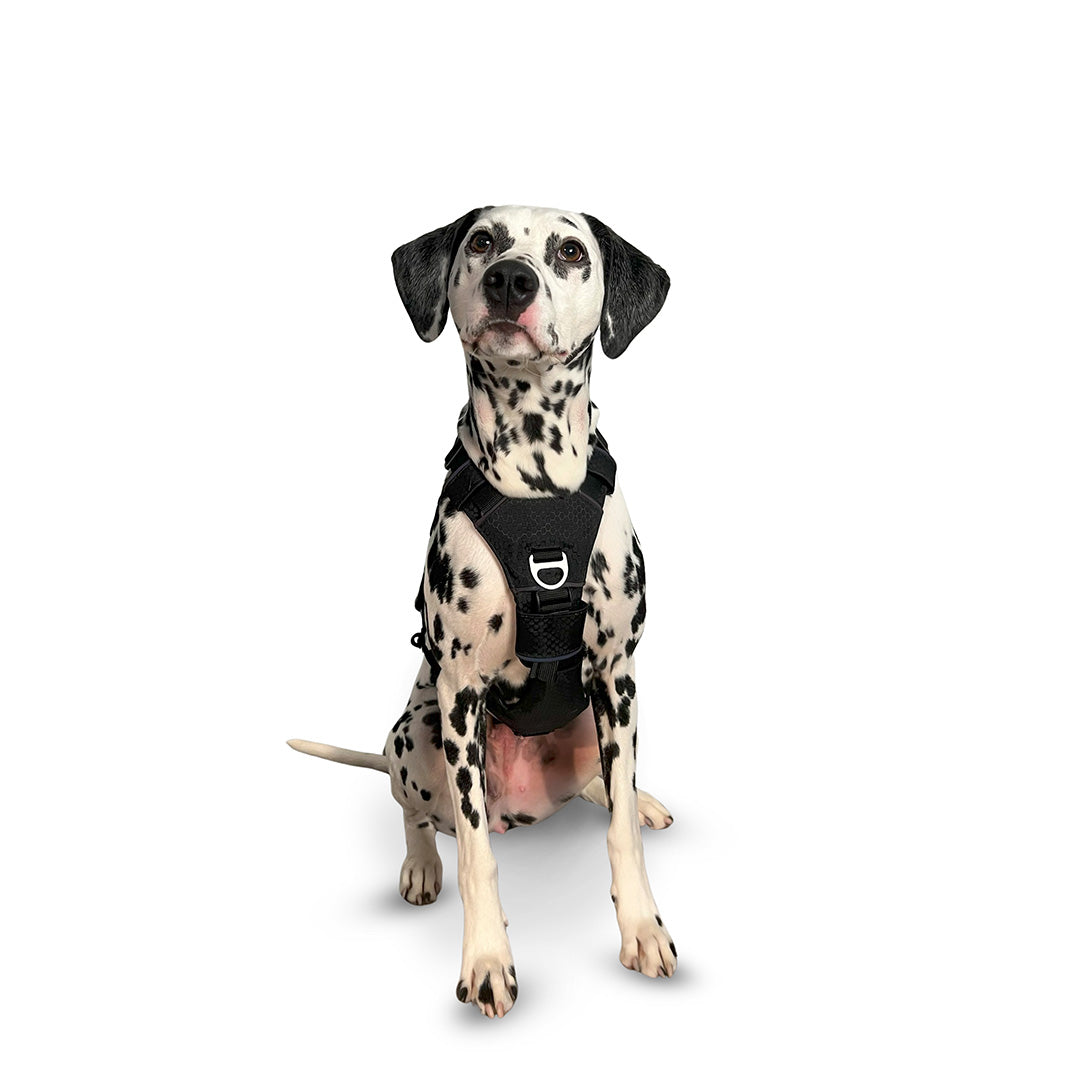 Front view of a Dalmatian wearing the Canyon extended small