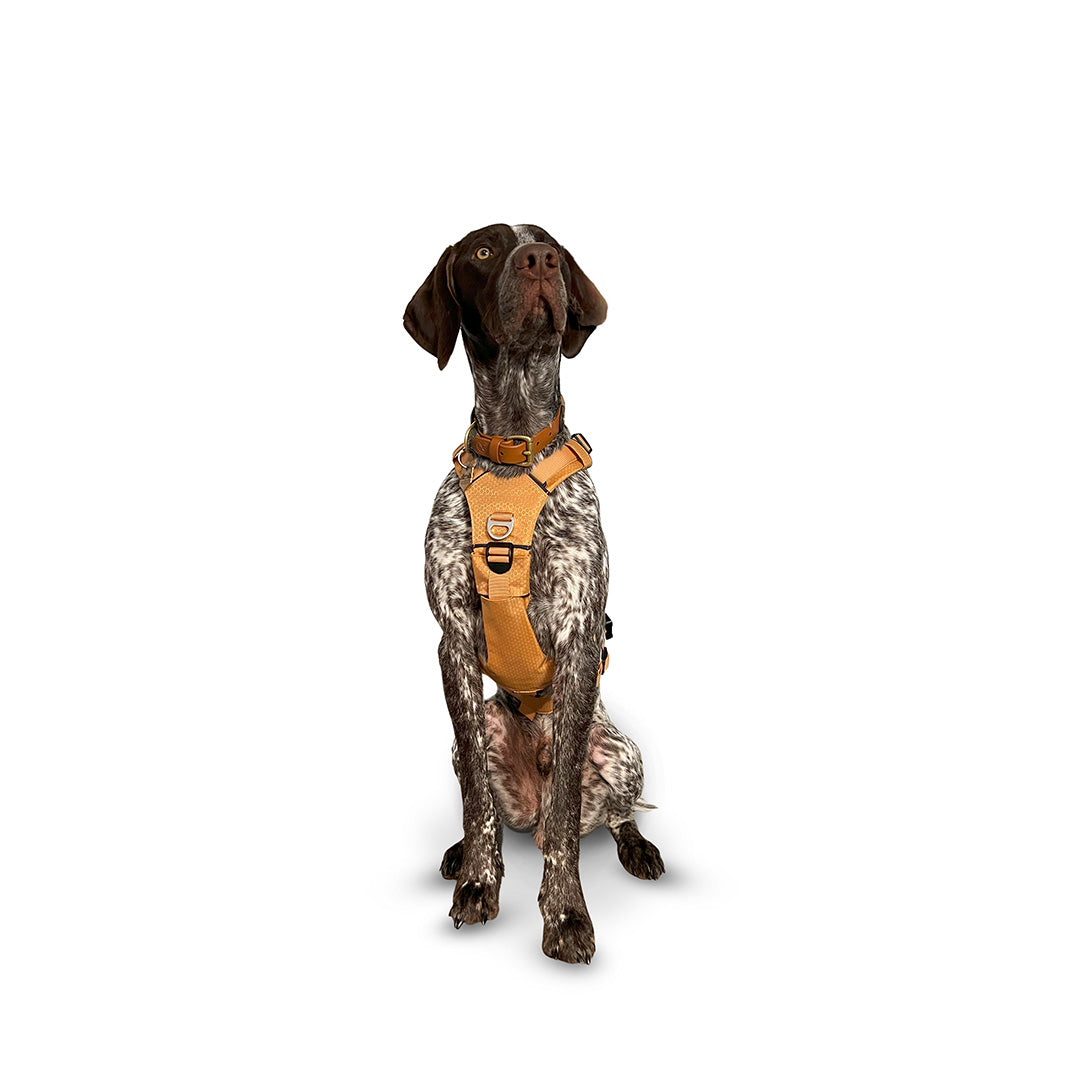 Side view of a German Shorthaired Pointer wearing the Canyon extended medium