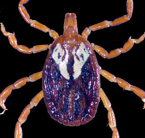 close view of the gulf coast tick female