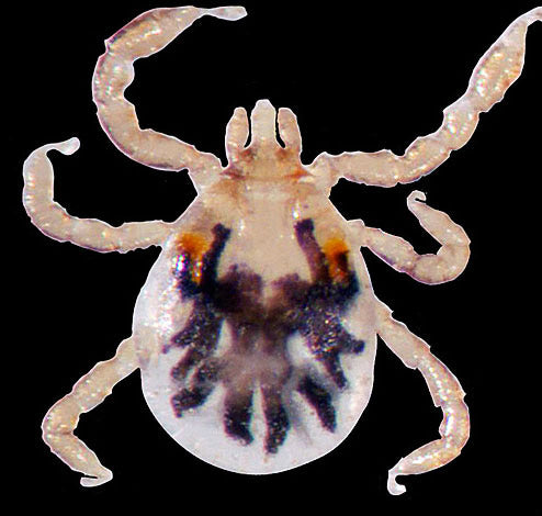 close view of the gulf coast tick larvae