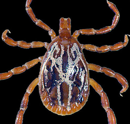 close view of the gulf coast tick male