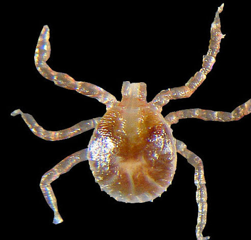 close view of the lone star tick larvae