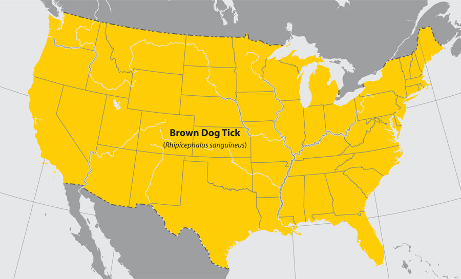 map of the us where the brown dog tick can be found