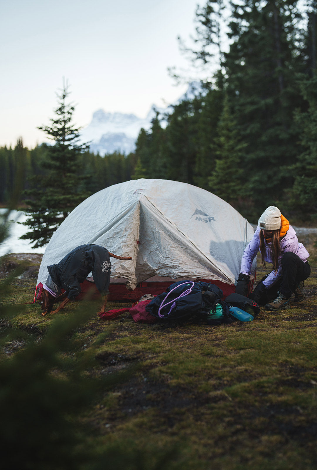 Woman setting up her tent in Banff with her Vizsla wearing the Trust leash in Lilas