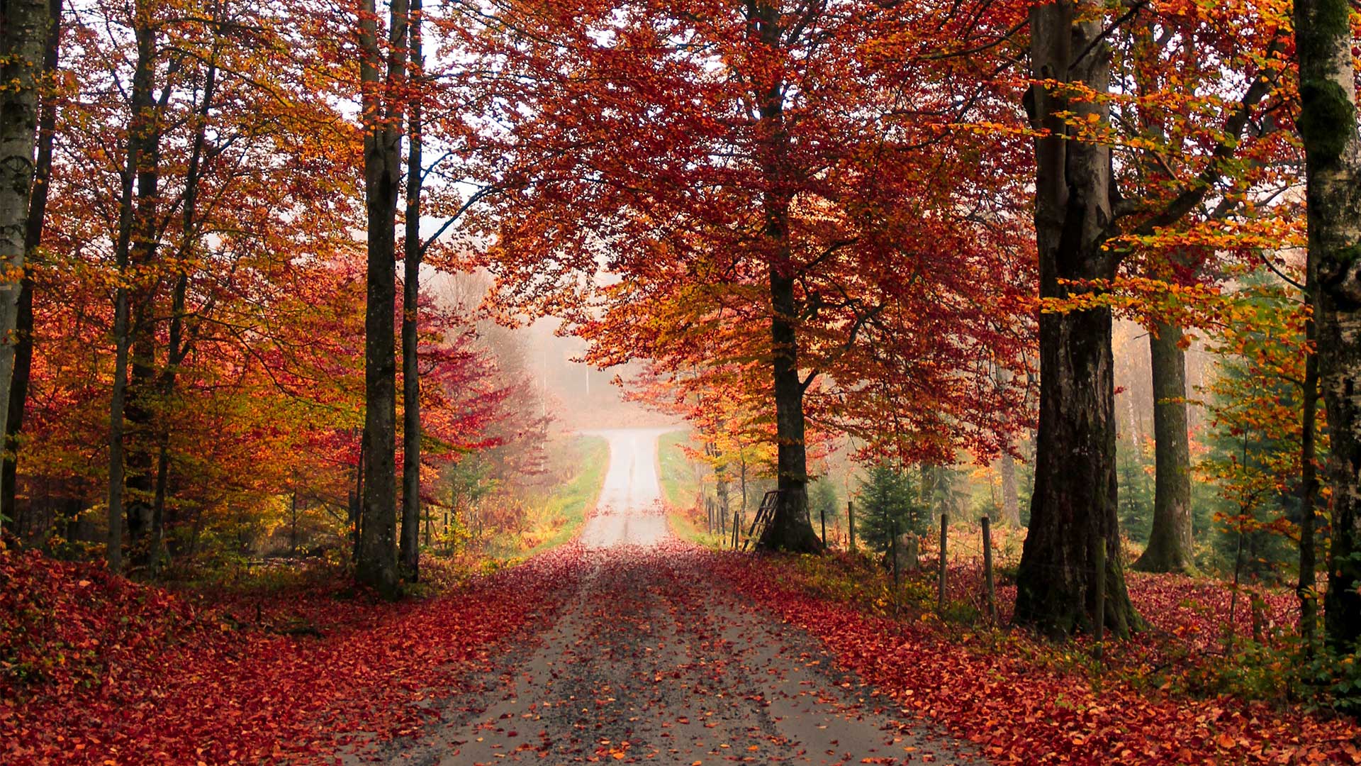 Forest of red maple trees