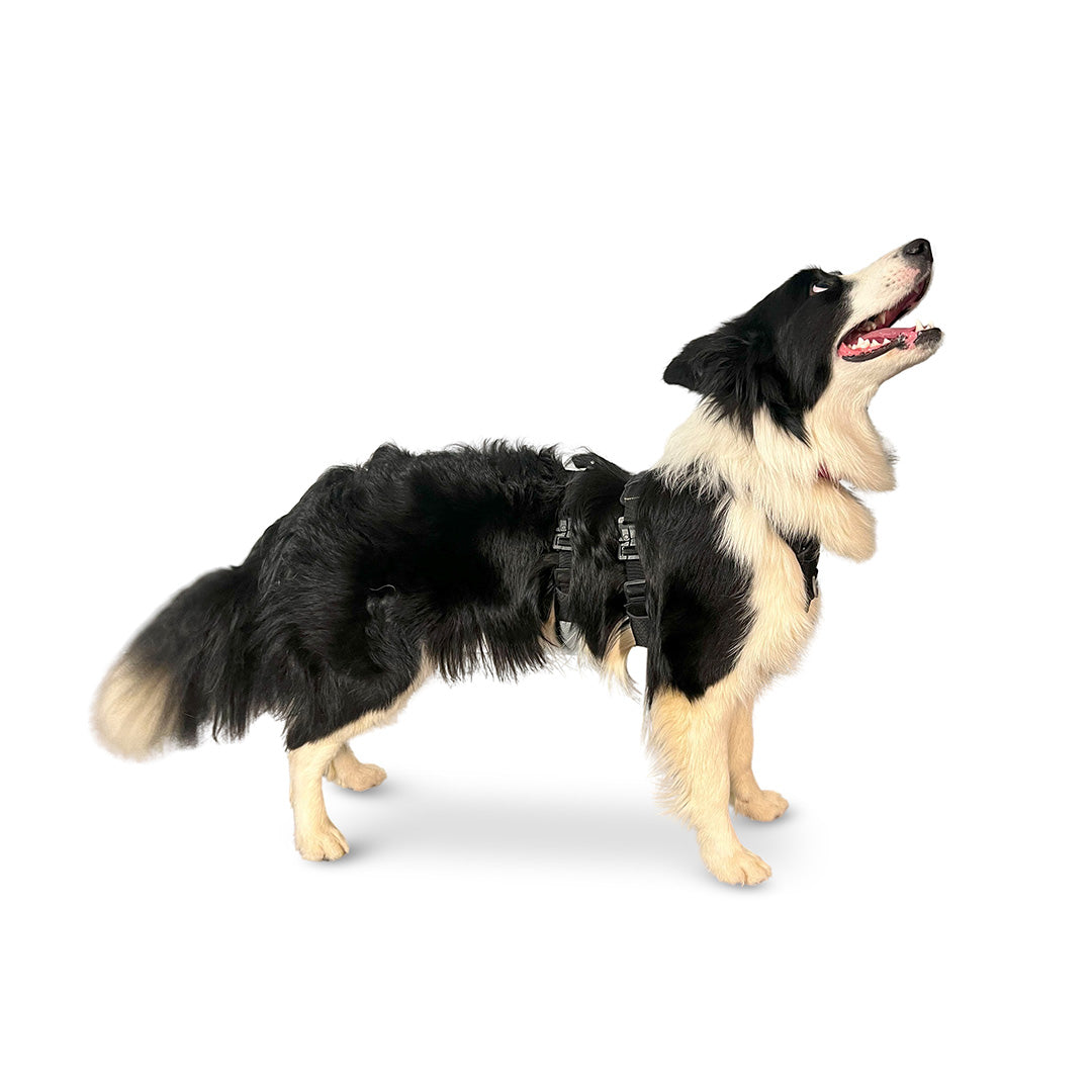 Side view of a Border Collie wearing the Canyon extended small