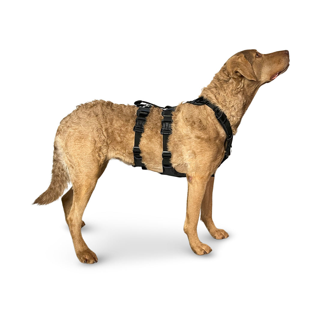 Side view of a Chesapeake Bay Retriever wearing the Canyon extended medium