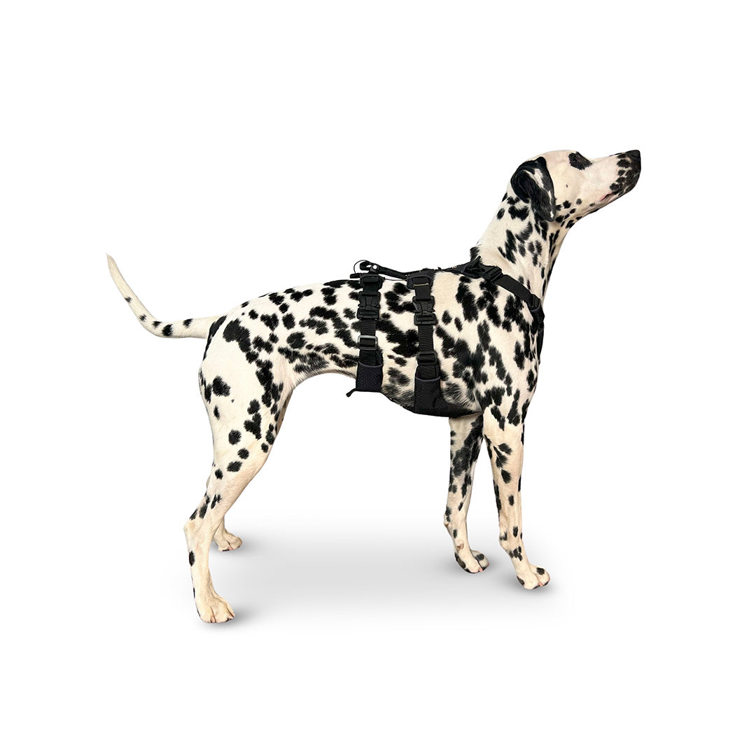 Side view of a Dalmatian wearing the Canyon extended small