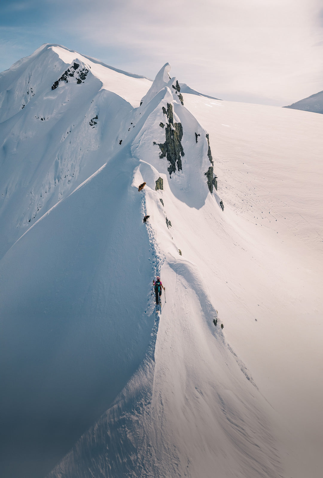 Woman backcountry skiing in Yukon with her two dogs, both wearing canyon light harnesses