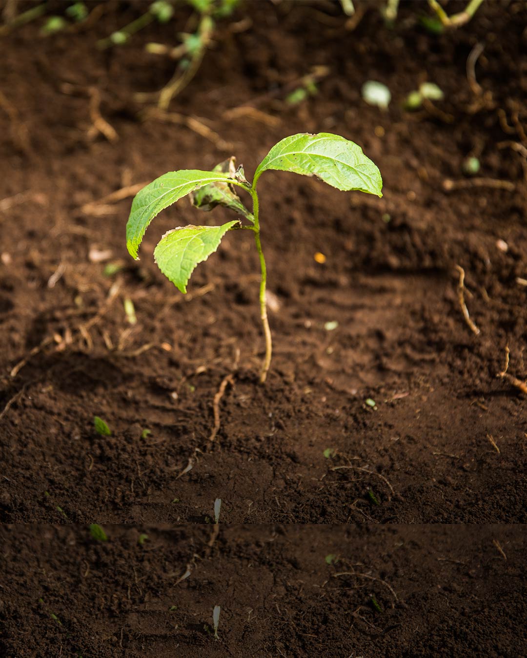 plant coming out of the ground