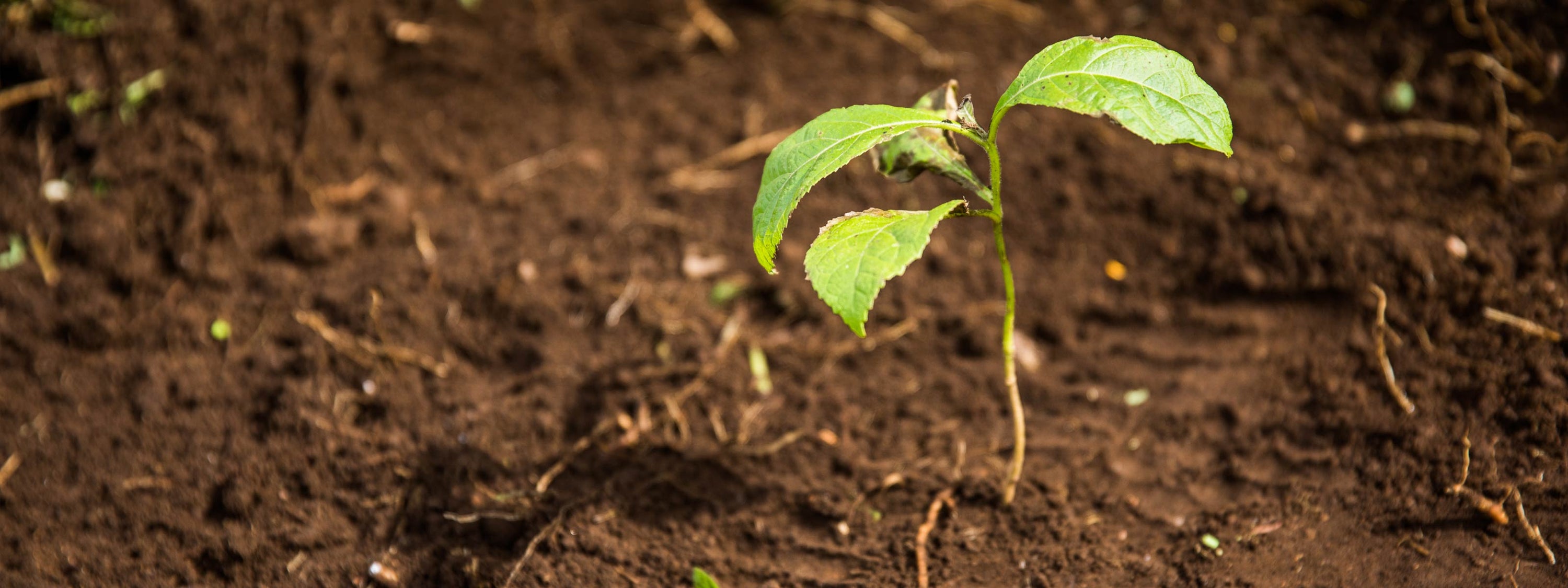 plant coming out of the dirt where a paw balm tube was planted